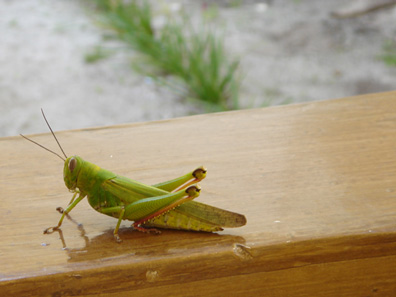 grasshoper malapascua
